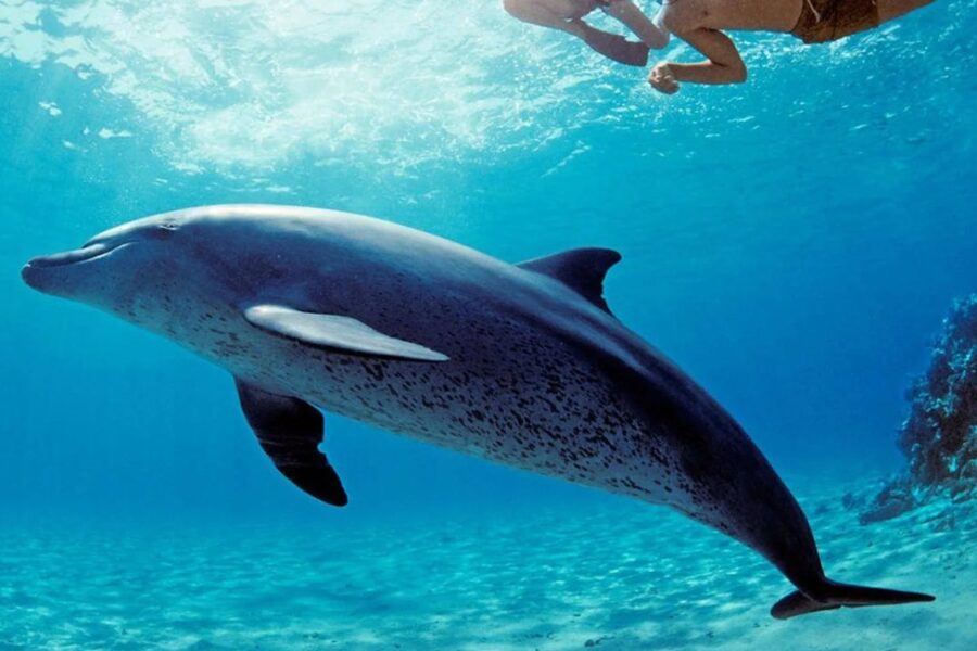 Delfinbeobachtungstour
