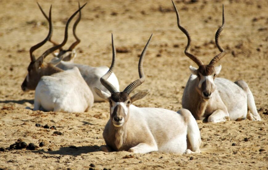 Al Ain Zoo: Eine Oase faszinierender Tierwelt