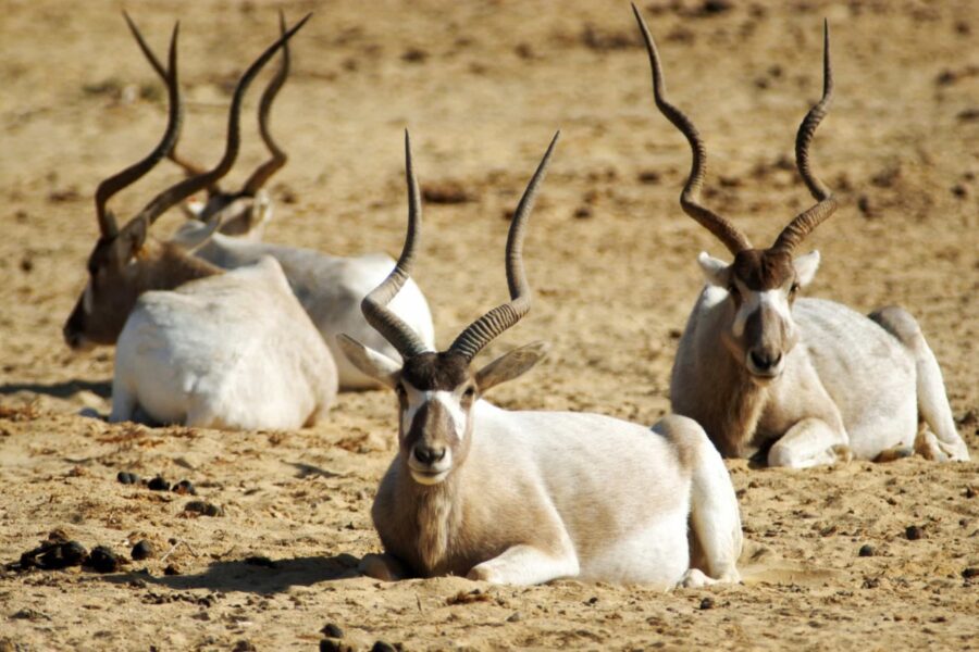 Al Ain Zoo: Eine Oase faszinierender Tierwelt