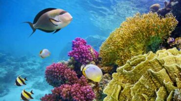 Die besten Sehenswürdigkeiten und Aktivitäten in Sharm El-Sheikh