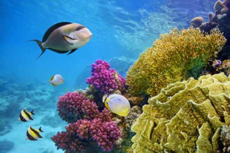 Die besten Sehenswürdigkeiten und Aktivitäten in Sharm El-Sheikh